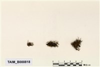 藏品(異齒苔)的圖片